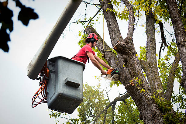 Best Tree Removal Services  in Mountain Road, VA